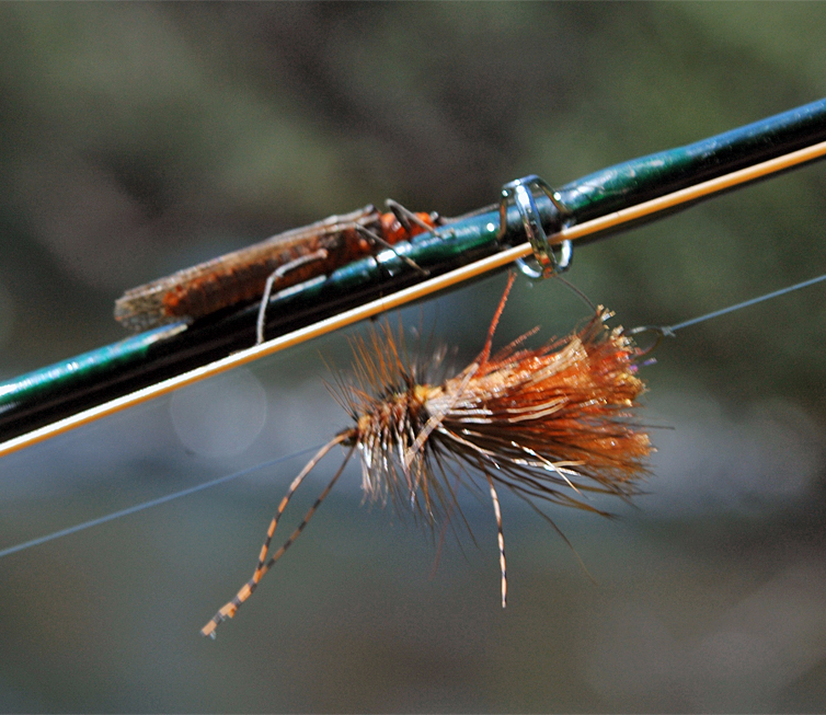 The Fly Shop Images