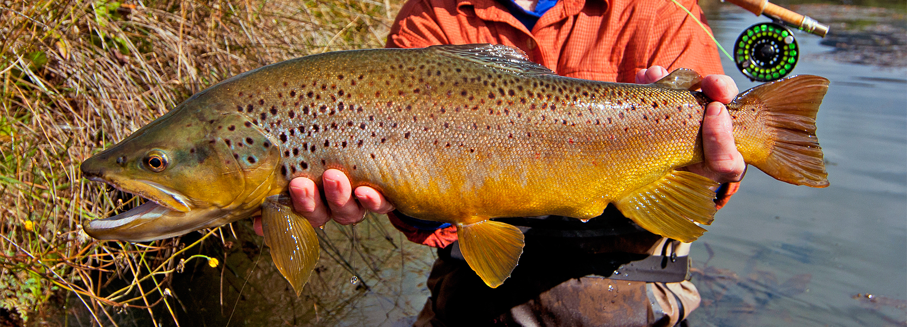 Brown Trout Fly Fishing Brown Trout Fly Fishing Lodges